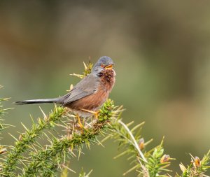 Dartford Warbler