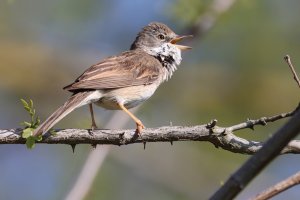 whitethroat