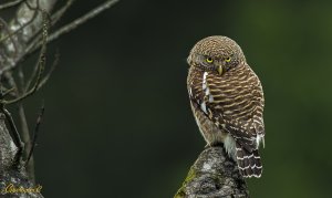 Asian Barred Owlet 斑頭鵂鶹