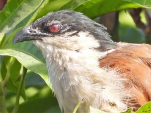 Senegal Coucal