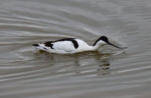 Avocet feeding