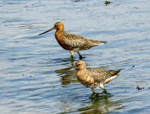 Bar tailed Godwit