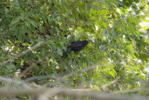 Blackbird's feast