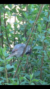 Sparrow hiding