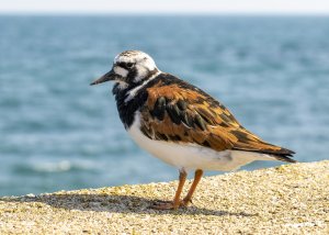 Turnstone