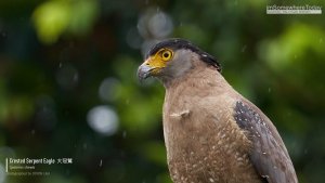 Crested Serpent Eagle, Borneo