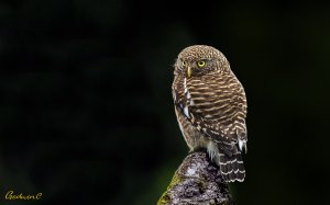 Asian Barred Owlet 斑頭鵂鶹