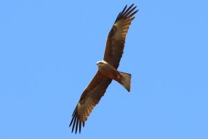 black kite