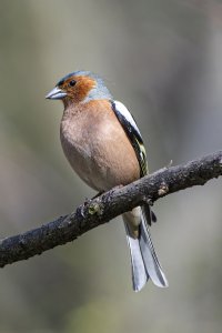 Chaffinch