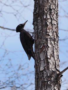 Female black woodpecker
