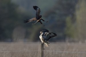 Marsh Harrier vs Buzzard