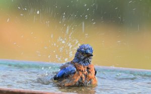 All Wet — Western Bluebird
