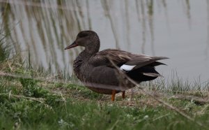 Gadwall (M)