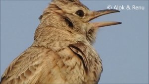 Talchhapar - 31 : Crested Lark : spring melody : Amazing Wildlife of India by Renu Tewari and Alok Tewari