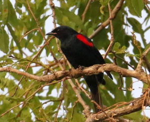 Red Shoulded Cuckooshrike .