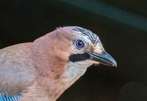 Eurasian Jay