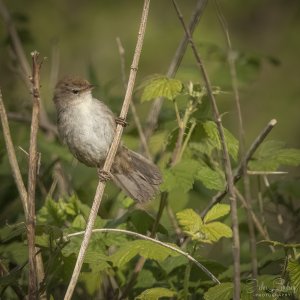 Cettis Warbler