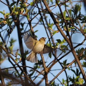 Willow warbler in flight