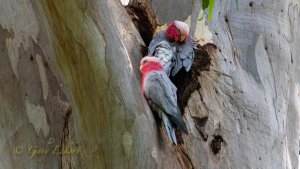 Galahs