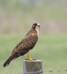 Swainson's Hawk perched