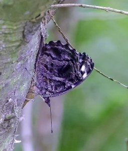 Mexican Bluewing Butterfly (closed wing)