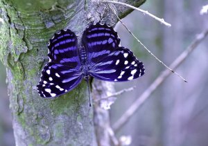 Mexican Bluewing Butterfly (open wing)