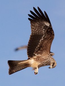 black kite