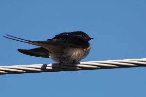 Barn swallow