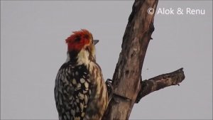 Yellow crowned Woodpecker : Amazing Wildlife of India by Renu Tewari and Alok Tewari