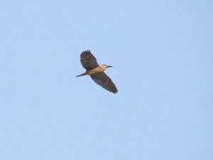 Black Crowned Night Heron