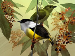 White-collared Manakin