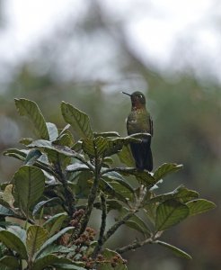 Neblina Metaltail