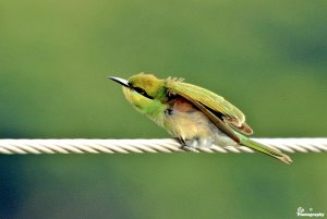 Bee-eater