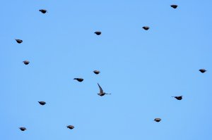 Starlings Flying in Perfect Formation .... oh ...