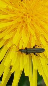Thick- Legged Flower Beetle
