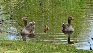 Greylag Geese family.