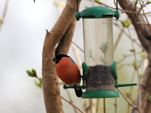 Male bullfinch