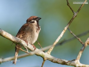 Eurasian Tree Sparrow, Borneo