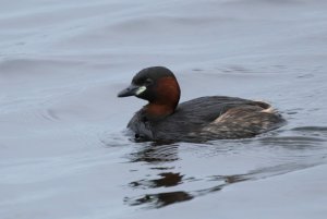 Little Grebe