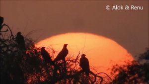 Jorbeer 57 : Magical Sunset at Jorbeer with Eagles and Vultures : Amazing Wildlife by Renu Tewari and Alok Tewari