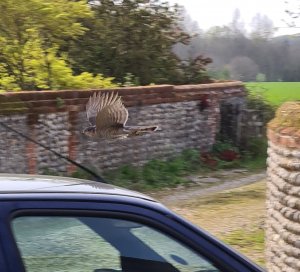 Sparrowhawk from mobile phone