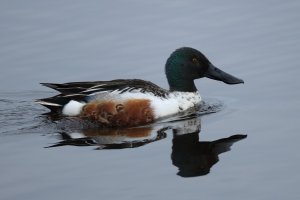 Shoveler without a care