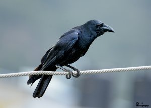 Indian Jungle Crow / Large-Billed Crow