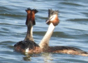 Great-crested Grebe Pair