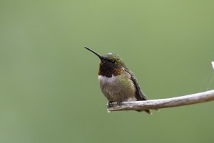 Hummingbird in Alabama 5-16