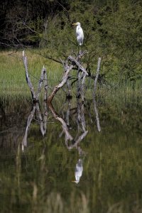 Reflection pond