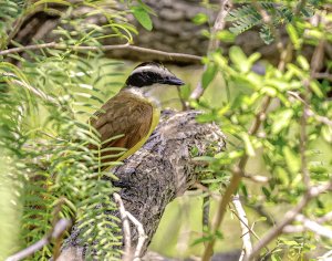 Great Kiskadee