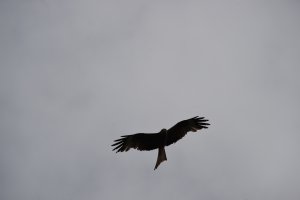 Red Kite