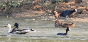 Mallard,Indian Spot-billed Duck,Hybrid Duck and Common Coot