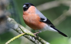 Bullfinch (M)